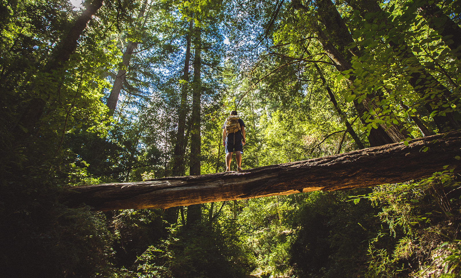 Big basin deals best hikes